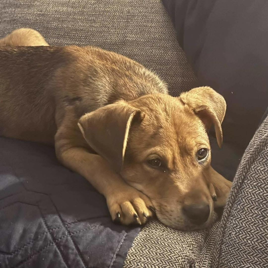 Diesel, a Adoptable Mixed Breed in Yaphank, NY image 3/5