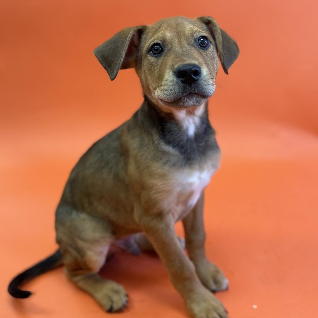 Diesel, a Adoptable Mixed Breed in Yaphank, NY image 4/5