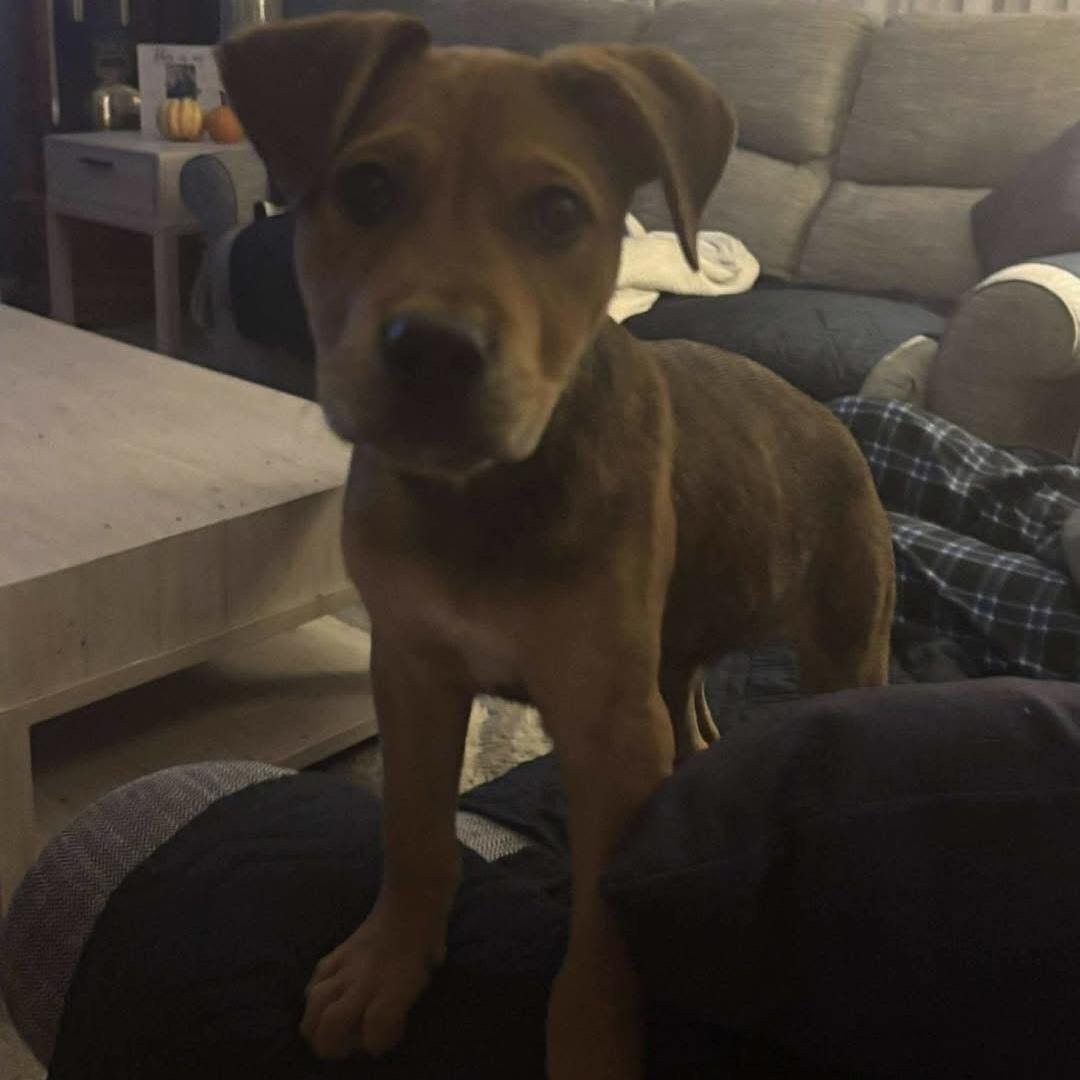 Diesel, a Adoptable Mixed Breed in Yaphank, NY image 5/5