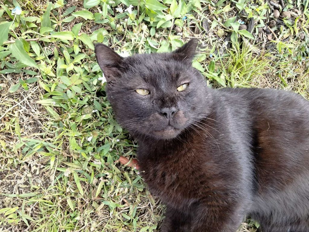 Martin, a Adoptable Domestic Short Hair in Bonita Springs, FL image 1/2