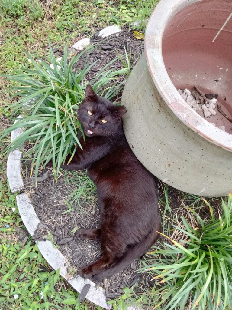 Martin, a Adoptable Domestic Short Hair in Bonita Springs, FL image 2/2