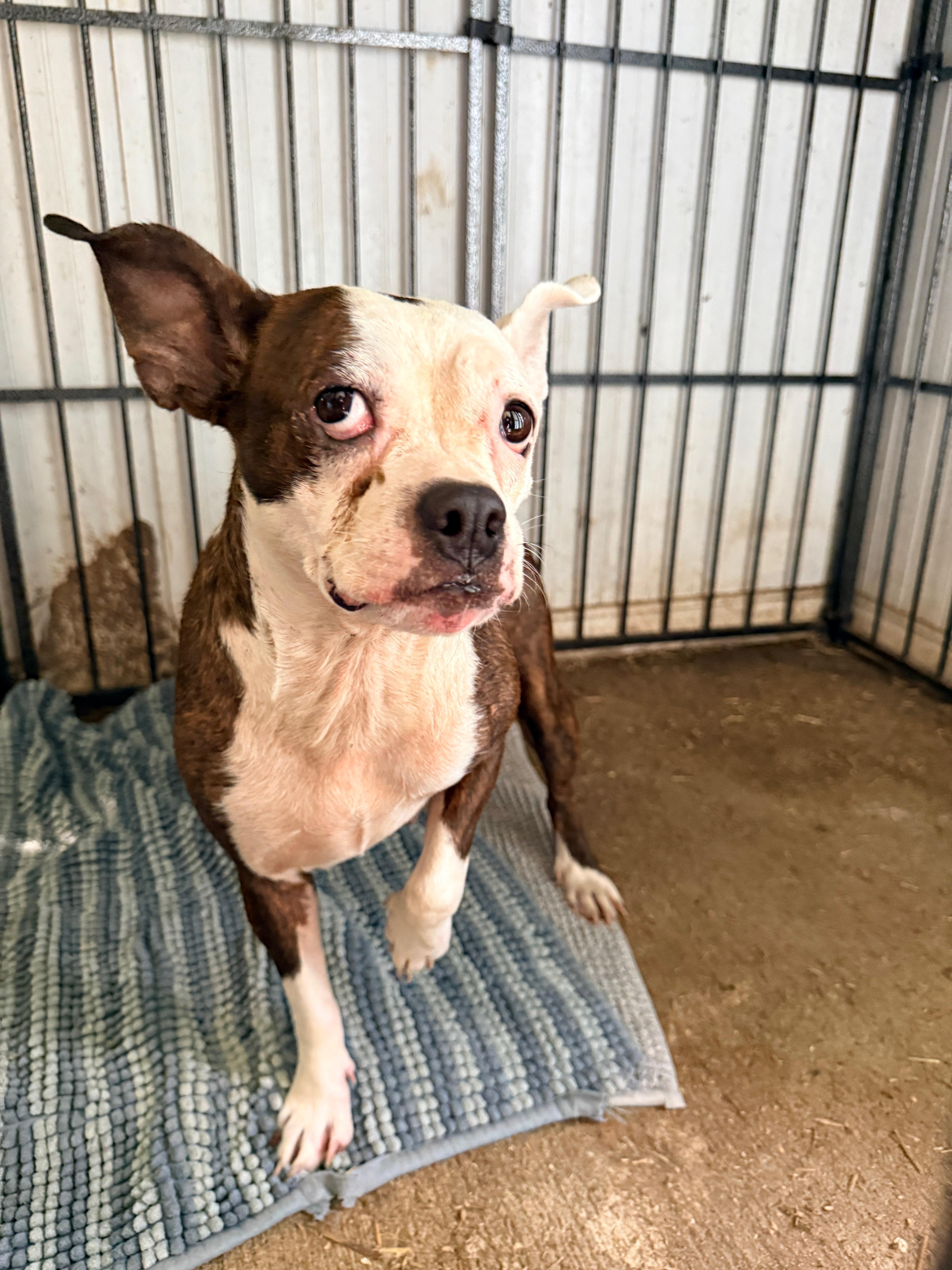 Enlarge StellaLuna, a ADOPTABLE mixed breed in Aspen, CO image 2/4