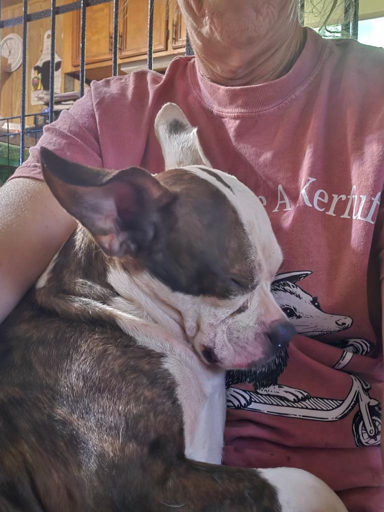 StellaLuna, ADOPTABLE, Adult Female Boston Terrier.