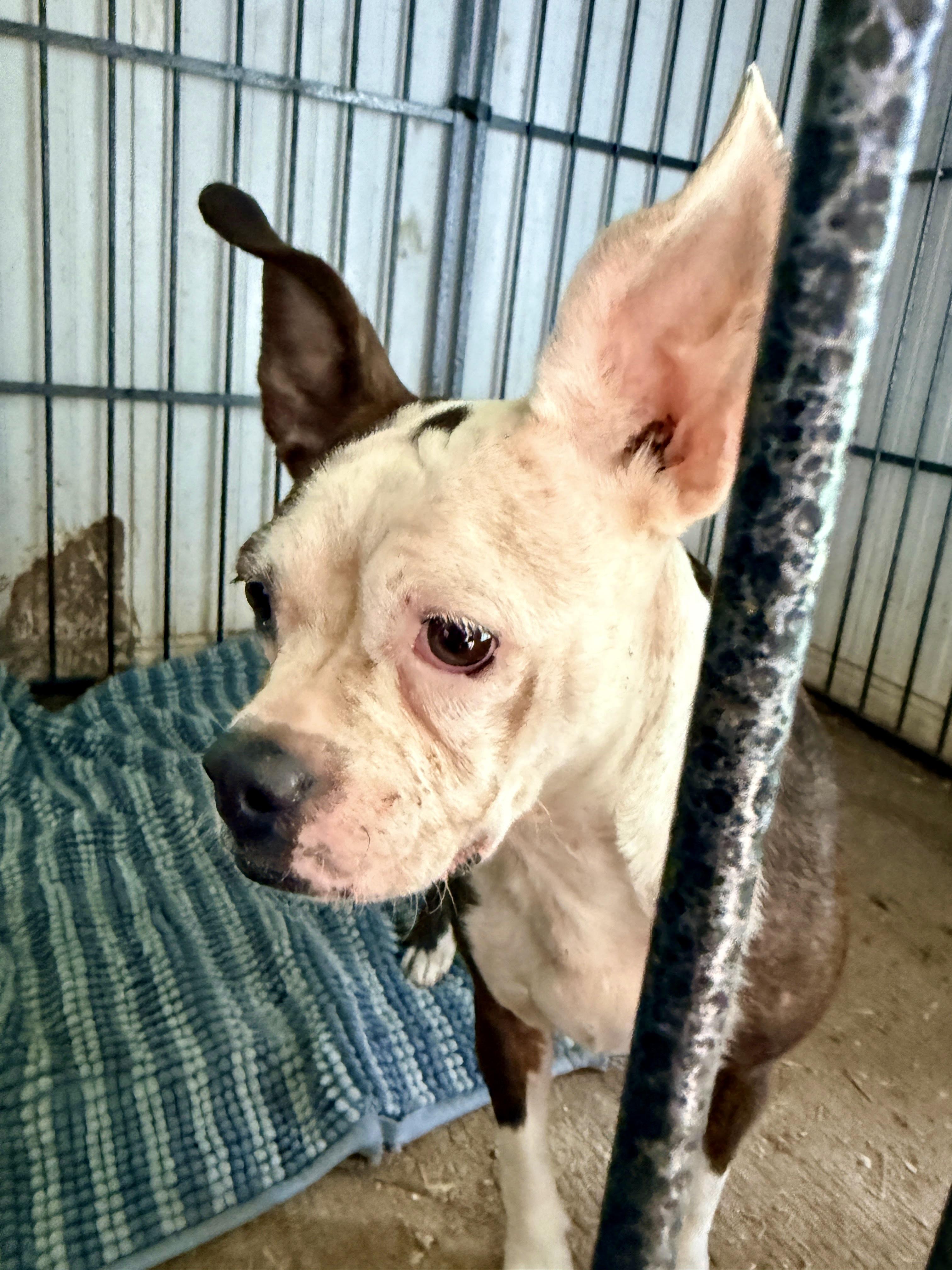 Enlarge StellaLuna, a ADOPTABLE mixed breed in Aspen, CO image 3/4
