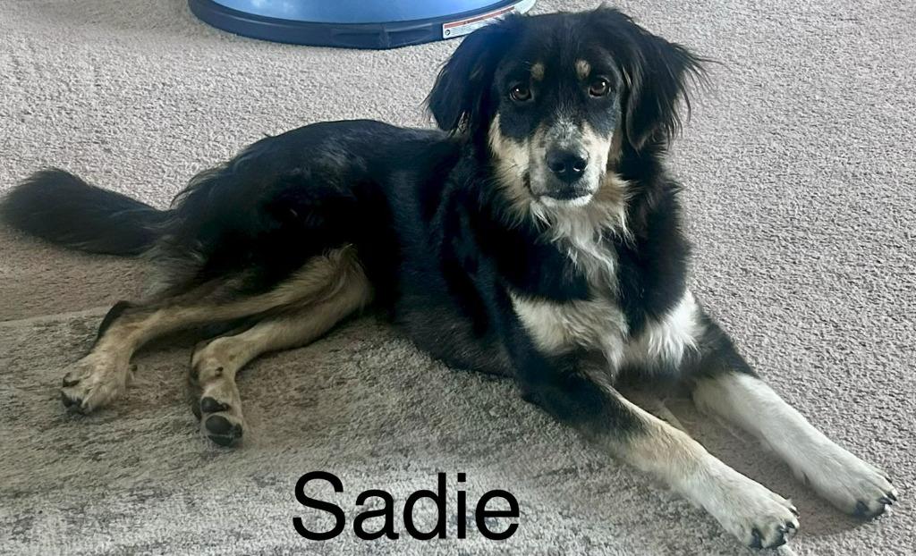Sadie, Adoptable, Young Female Affenpinscher.