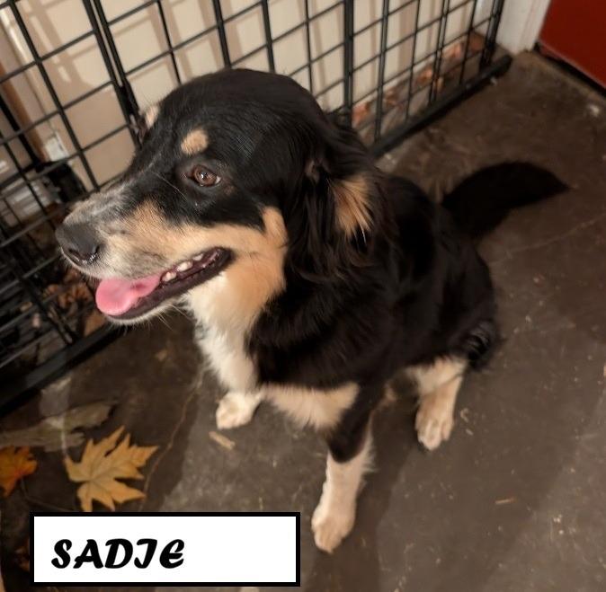 Sadie, a Adoptable Affenpinscher in Owatonna, MN image 2/4