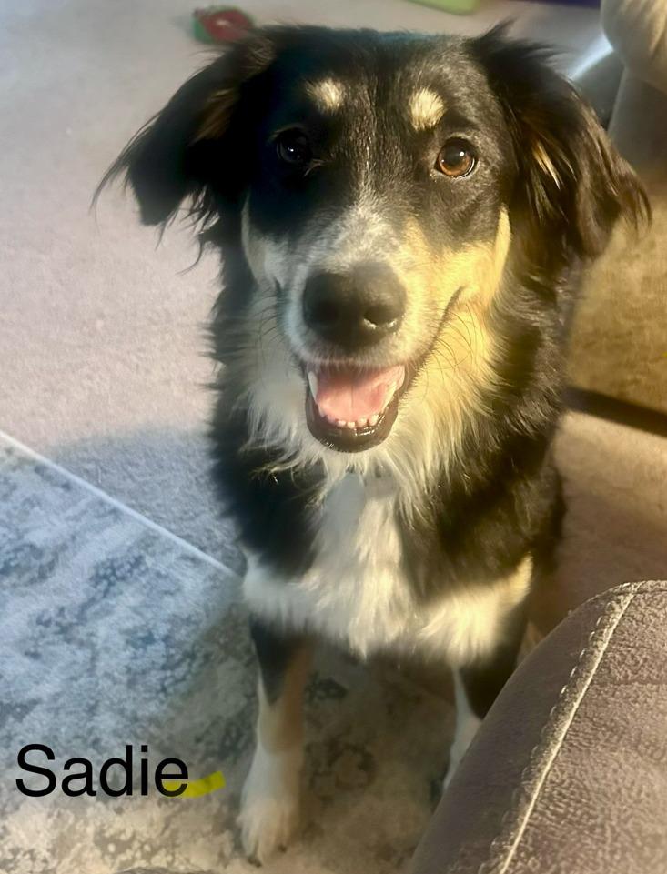 Sadie, a Adoptable Affenpinscher in Owatonna, MN image 3/4
