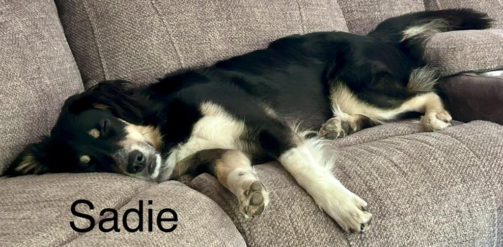 Sadie, a Adoptable Affenpinscher in Owatonna, MN image 4/4
