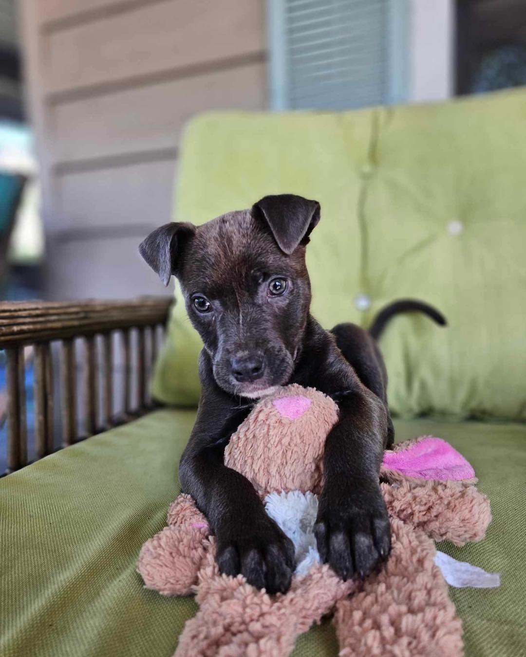 Meadow, ADOPTABLE, Puppy Female Labrador Retriever.