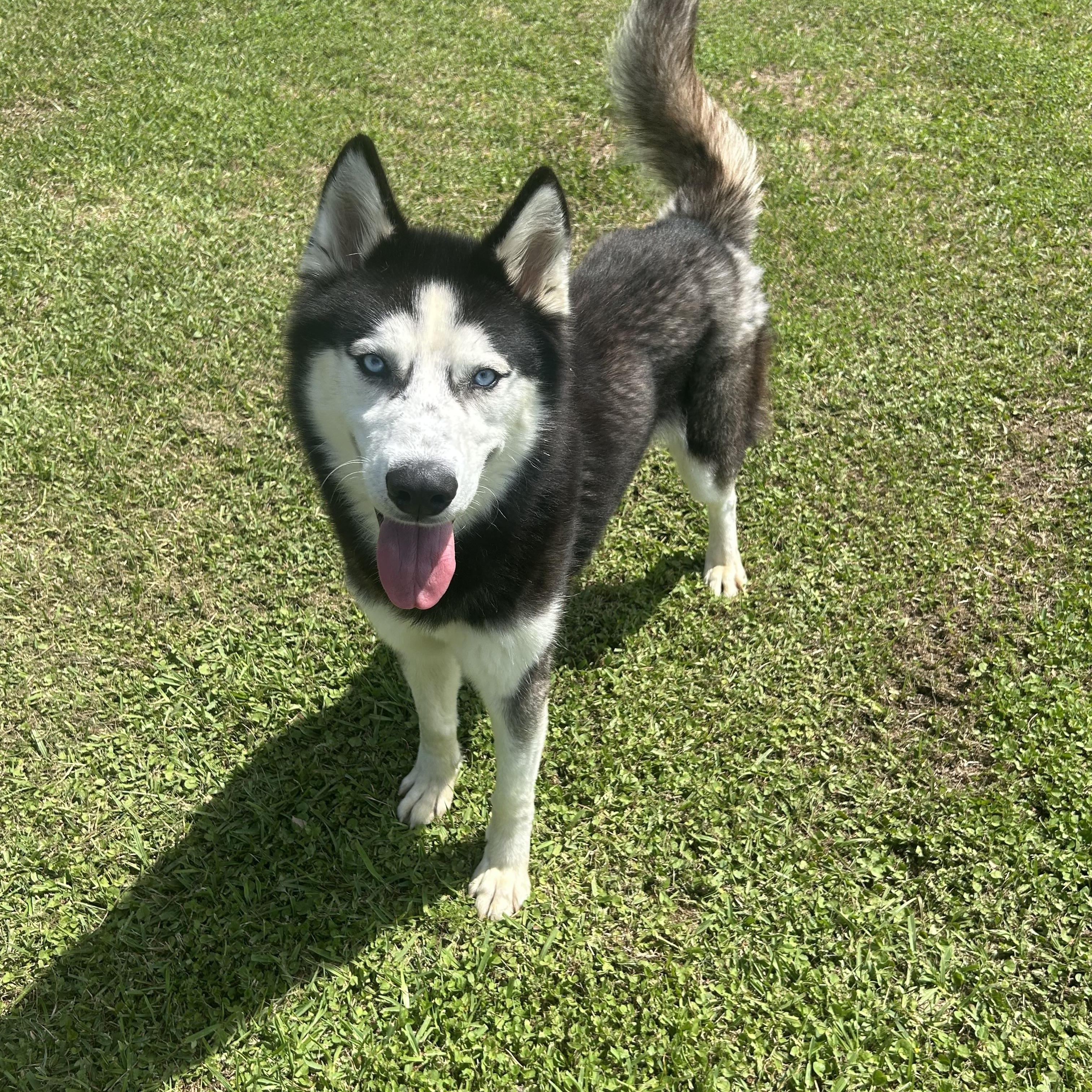 Sterling, a ADOPTABLE mixed breed in Friendswood, TX image 1/2