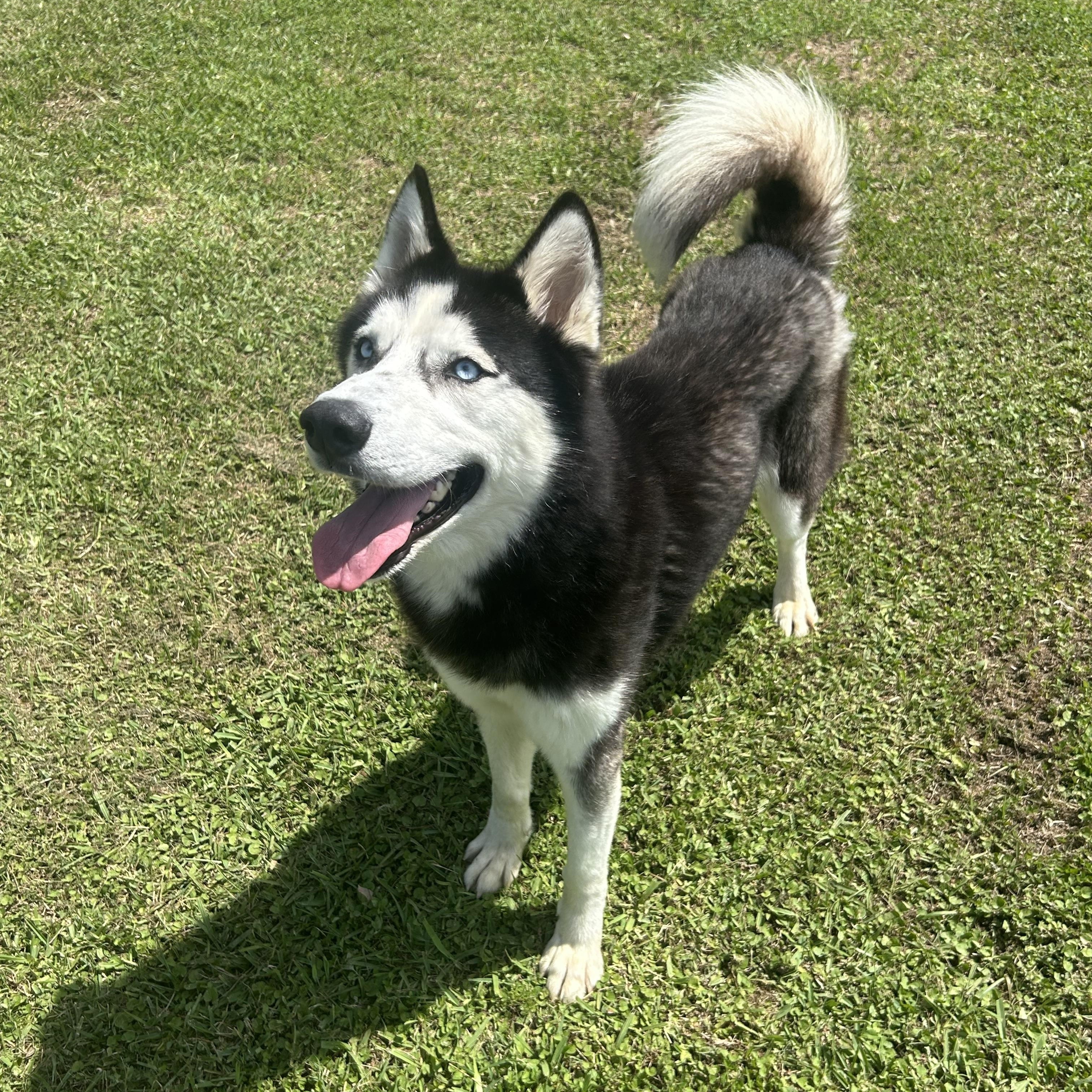 Sterling, a ADOPTABLE mixed breed in Friendswood, TX image 2/2