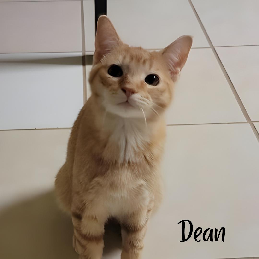 Dean, ADOPTABLE, Young Male Domestic Short Hair.