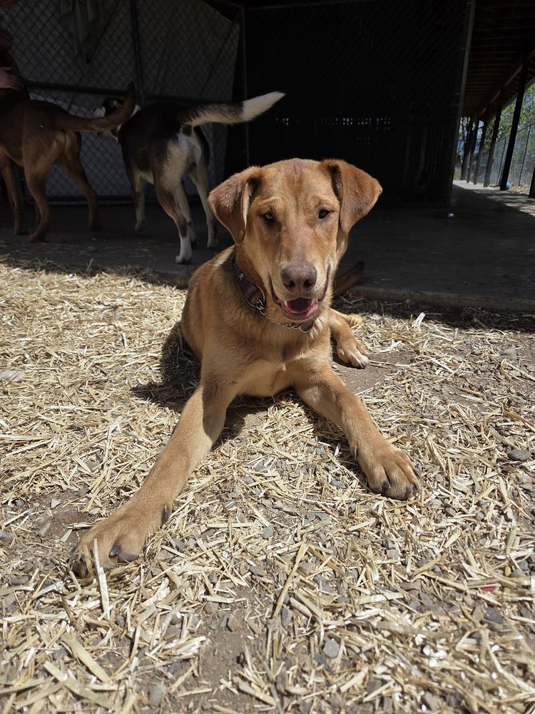 Newt, Adoptable, Puppy Male Doberman Pinscher & Retriever.