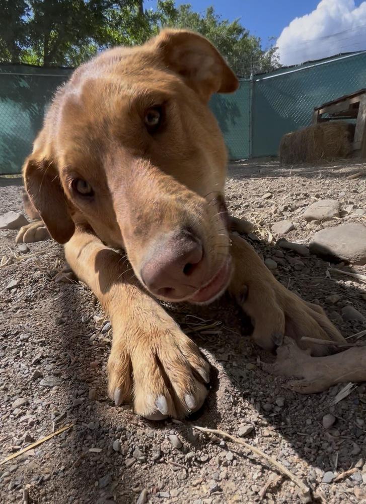 Newt, a Adoptable mixed breed in Salmon, ID image 2/4