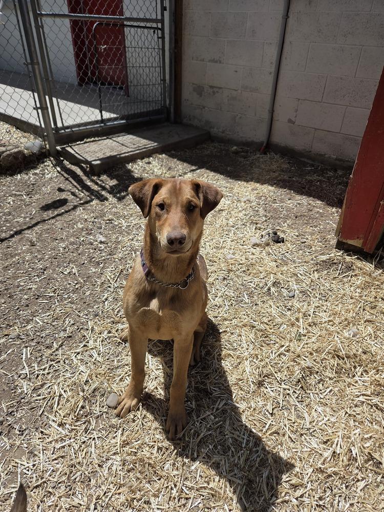 Newt, a Adoptable mixed breed in Salmon, ID image 2/3