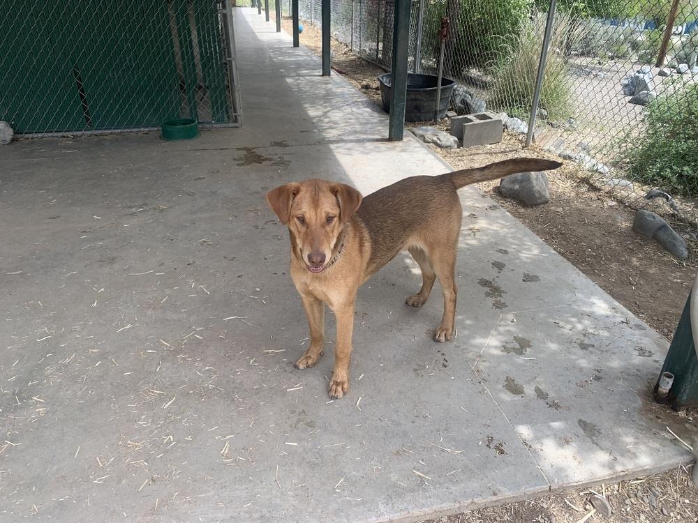 Newt, a Adoptable mixed breed in Salmon, ID image 3/3