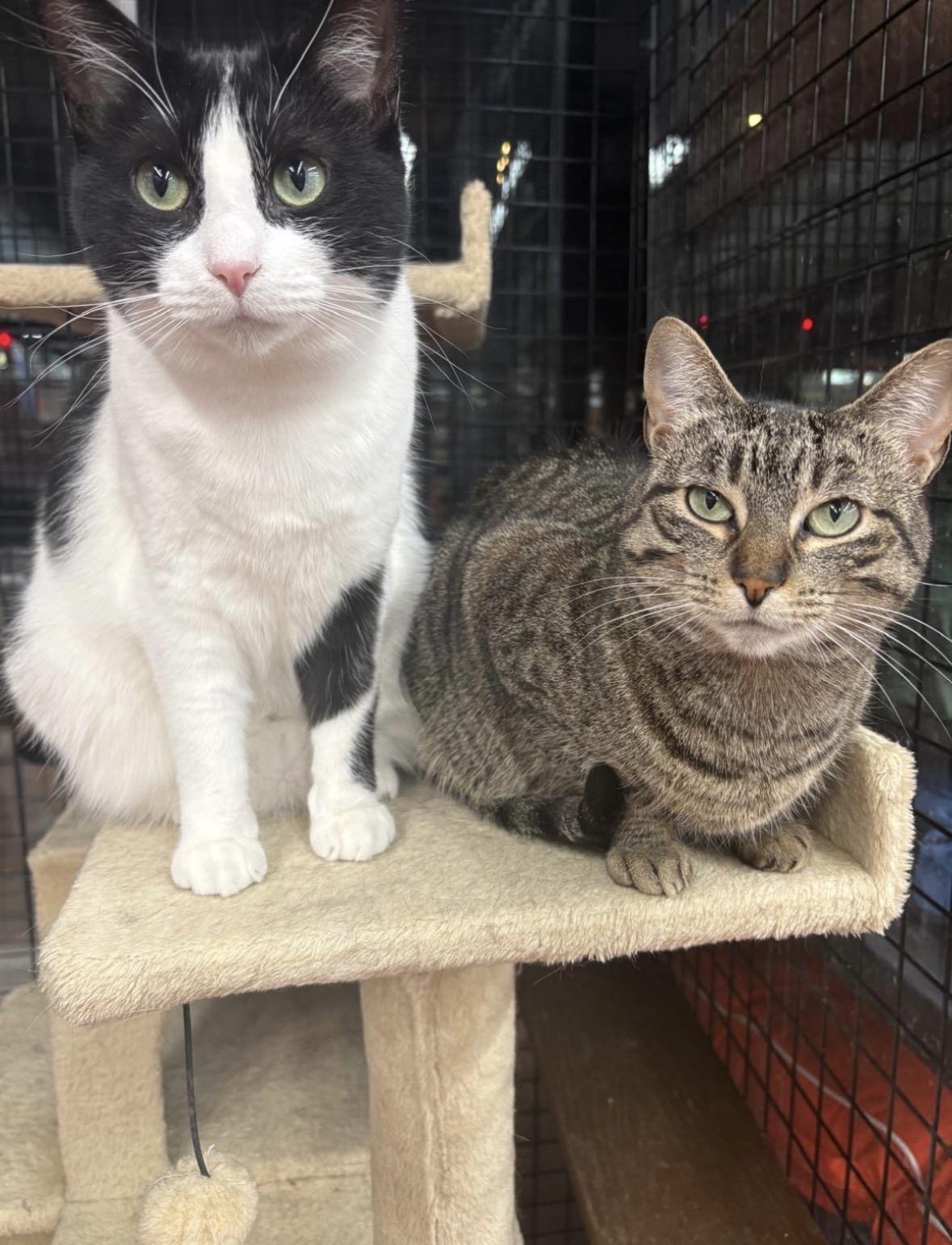 Enlarge Betty-Pet Valu Mavis, a Adoptable Domestic Short Hair in Mississauga, ON image 5/6