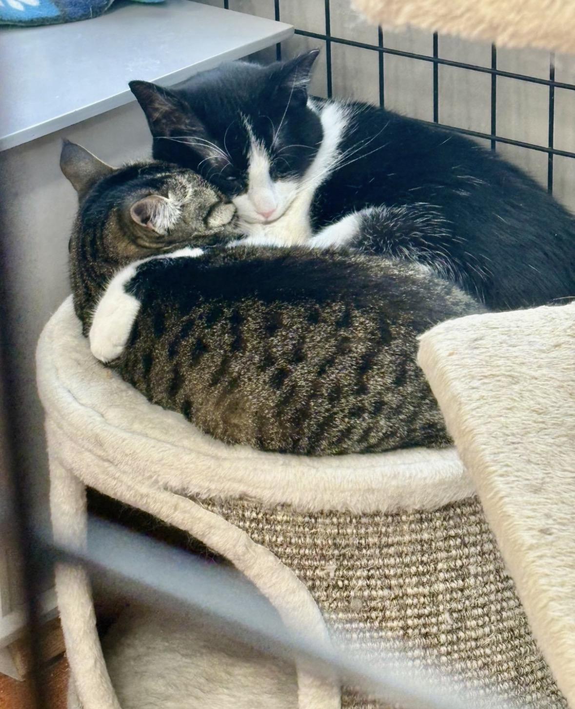 Enlarge Betty-Pet Valu Mavis, a Adoptable Domestic Short Hair in Mississauga, ON image 4/6