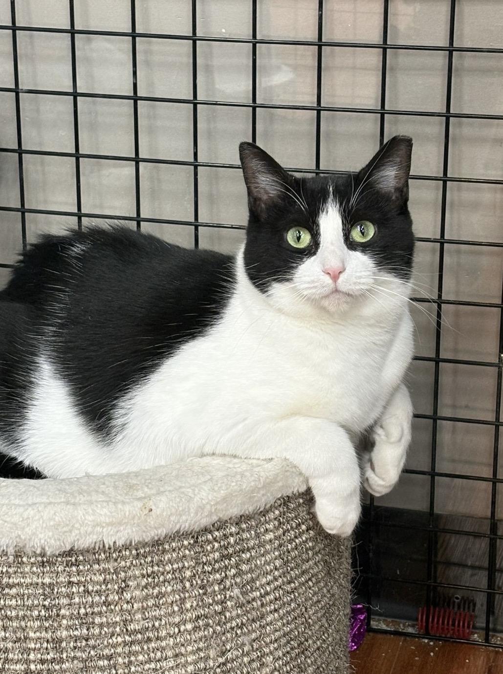 Enlarge Betty-Pet Valu Mavis, a Adoptable Domestic Short Hair in Mississauga, ON image 3/6