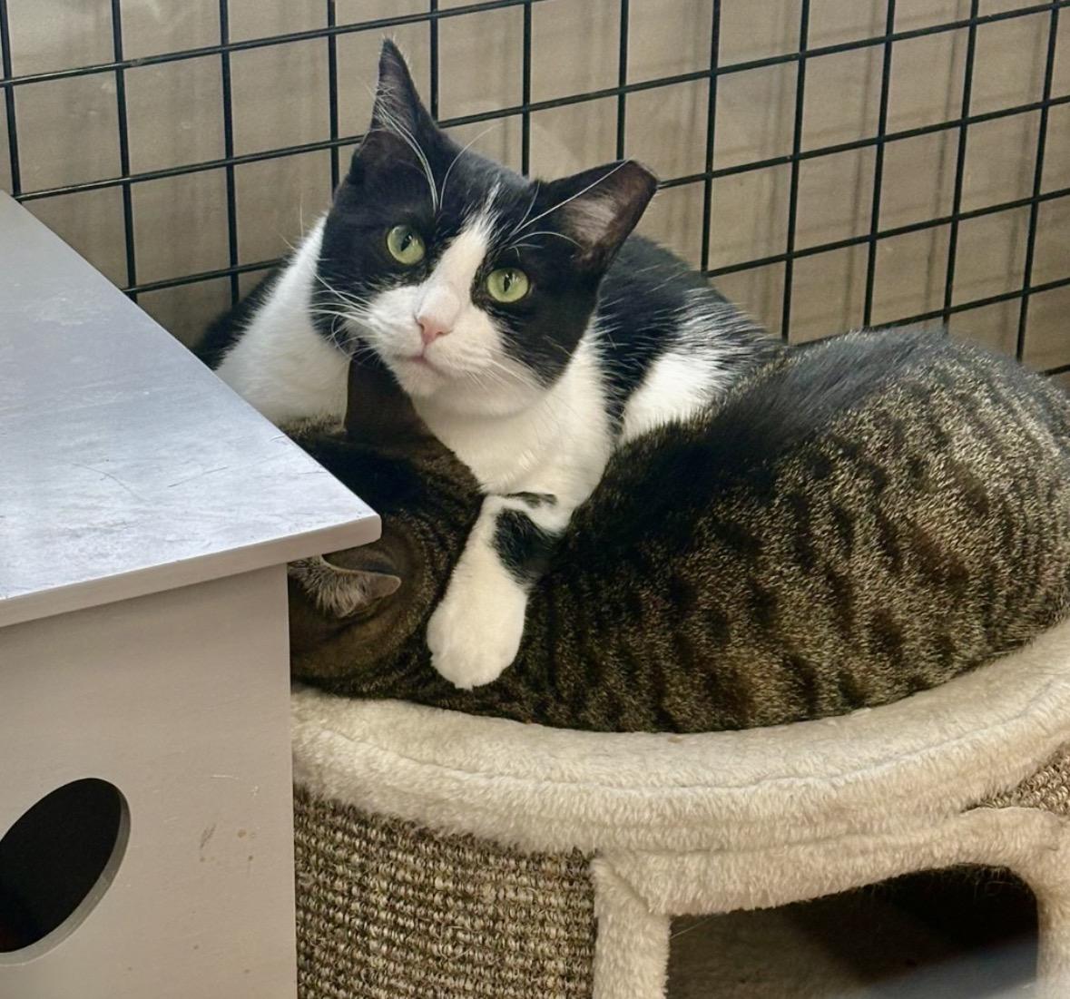 Enlarge Betty-Pet Valu Mavis, a Adoptable Domestic Short Hair in Mississauga, ON image 6/6