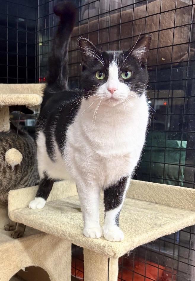 Enlarge Betty-Pet Valu Mavis, a Adoptable Domestic Short Hair in Mississauga, ON image 2/6