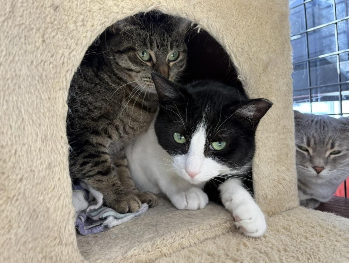 Enlarge Betty-Pet Valu Mavis, a Adoptable Domestic Short Hair in Mississauga, ON image 1/6