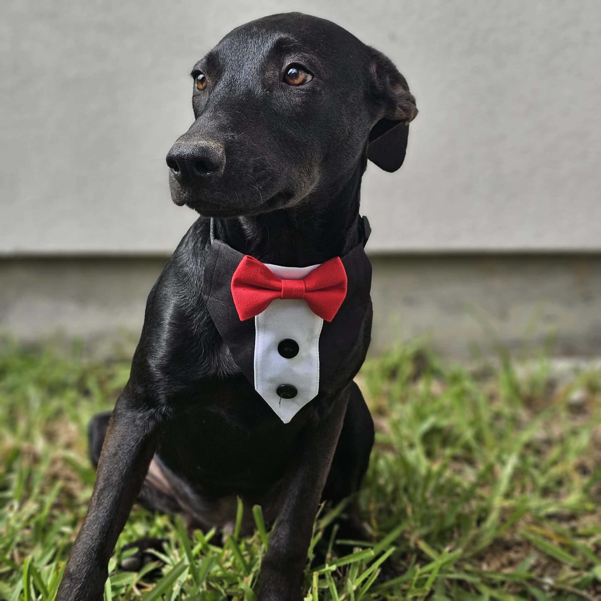 Comet, a ADOPTABLE mixed breed in PLAINFIELD, CT image 1/3