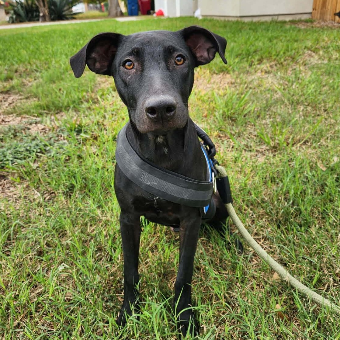 Comet, a ADOPTABLE mixed breed in PLAINFIELD, CT image 3/3