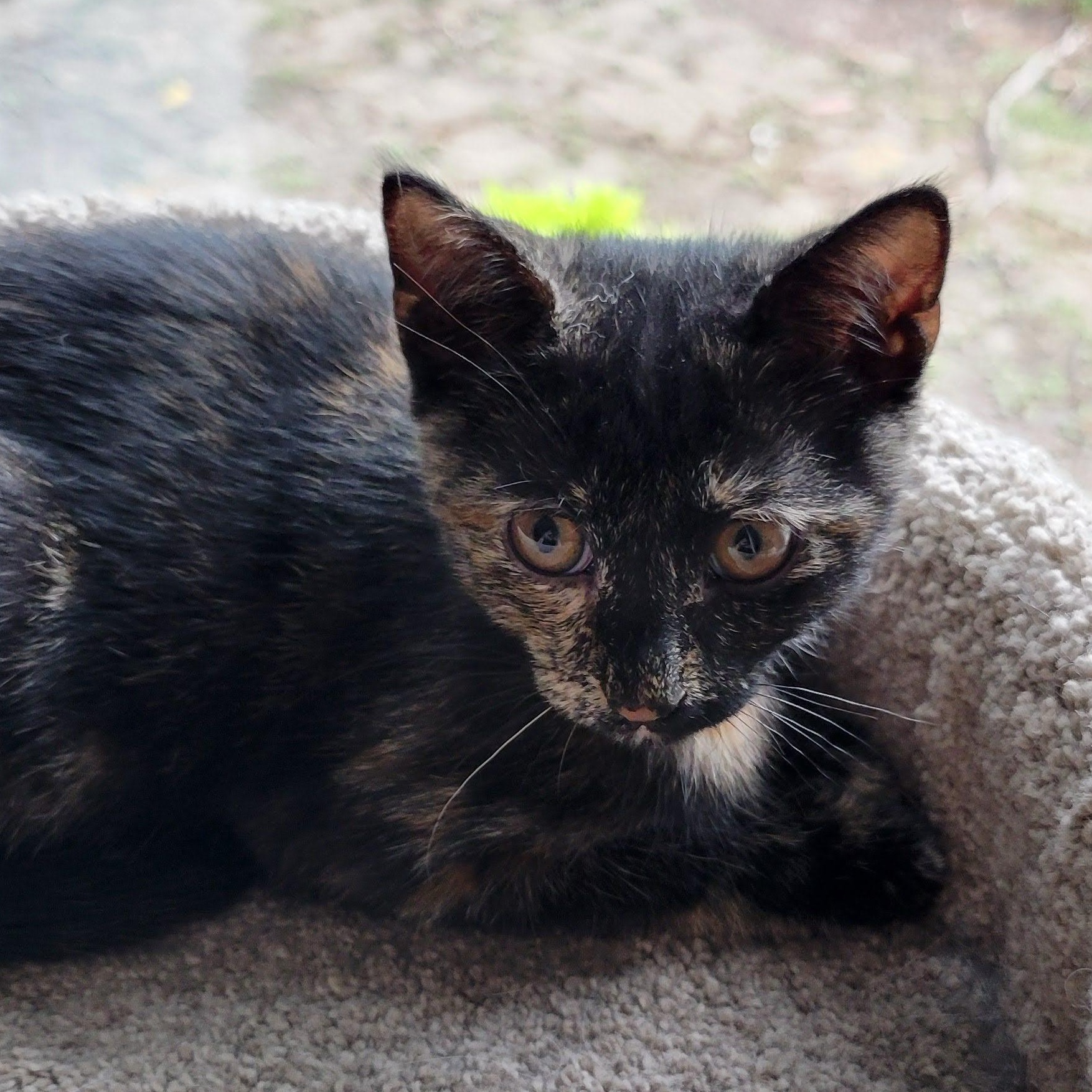 Ivy, ADOPTABLE, Kitten Female Tortoiseshell & Domestic Short Hair.