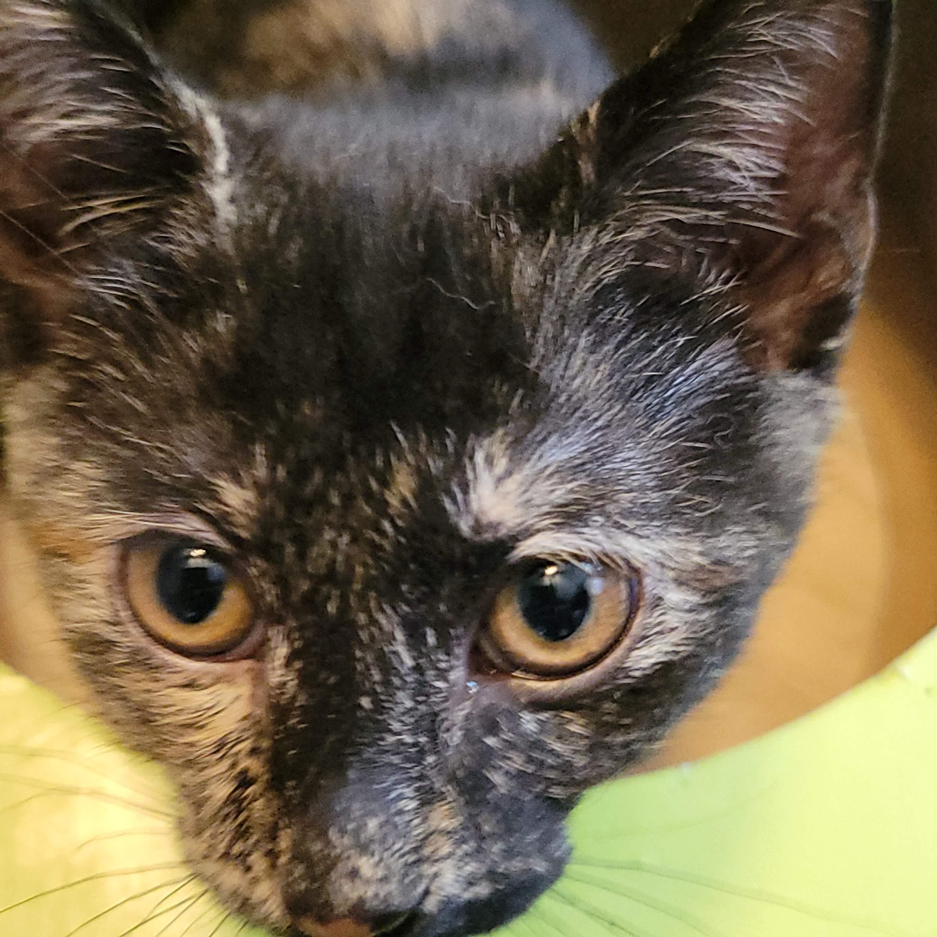Enlarge Ivy, an adoption pending mixed breed in Sanford, NC image 2/2