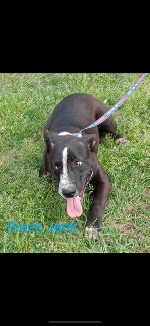 black jack, Adoptable, Young Male Mixed Breed.