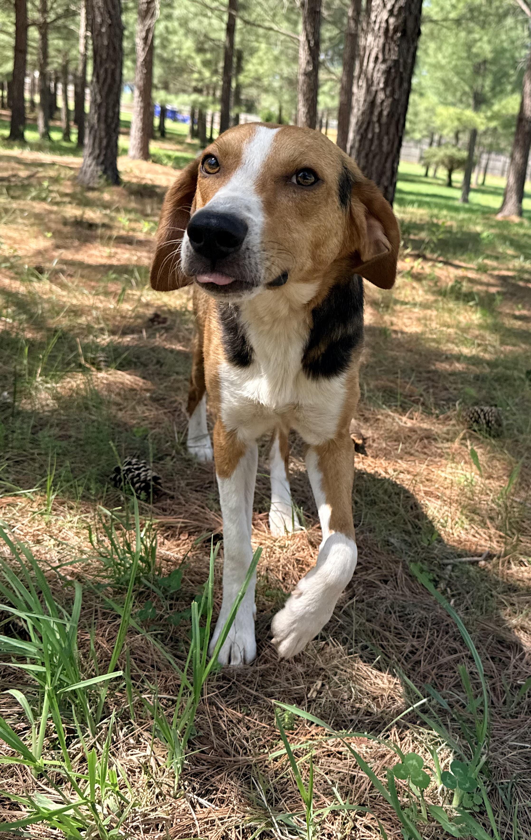 Enlarge Daniel, a ADOPTABLE Hound in Catlett, VA image 4/6
