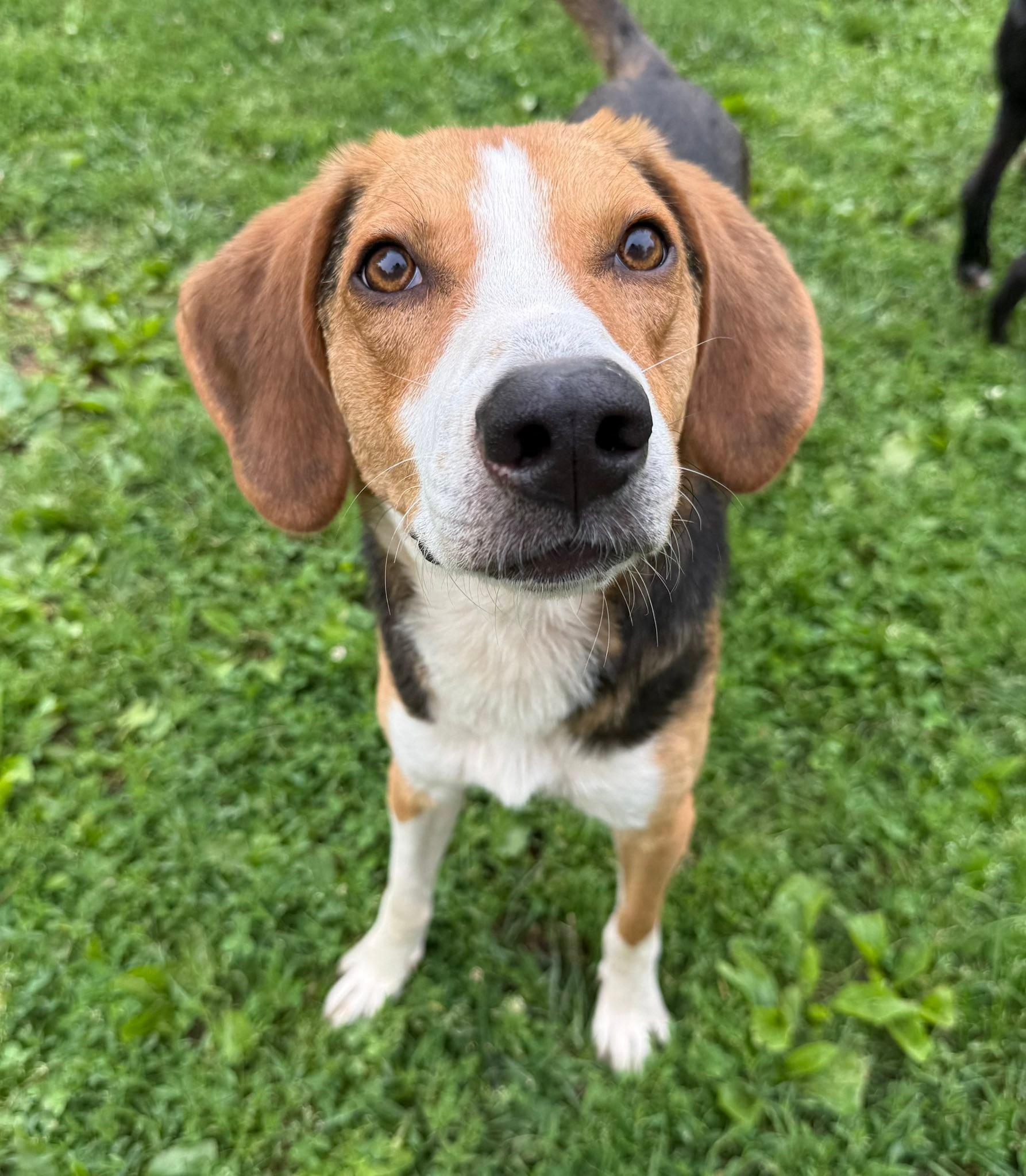 Daniel, ADOPTABLE, Adult Male Hound.
