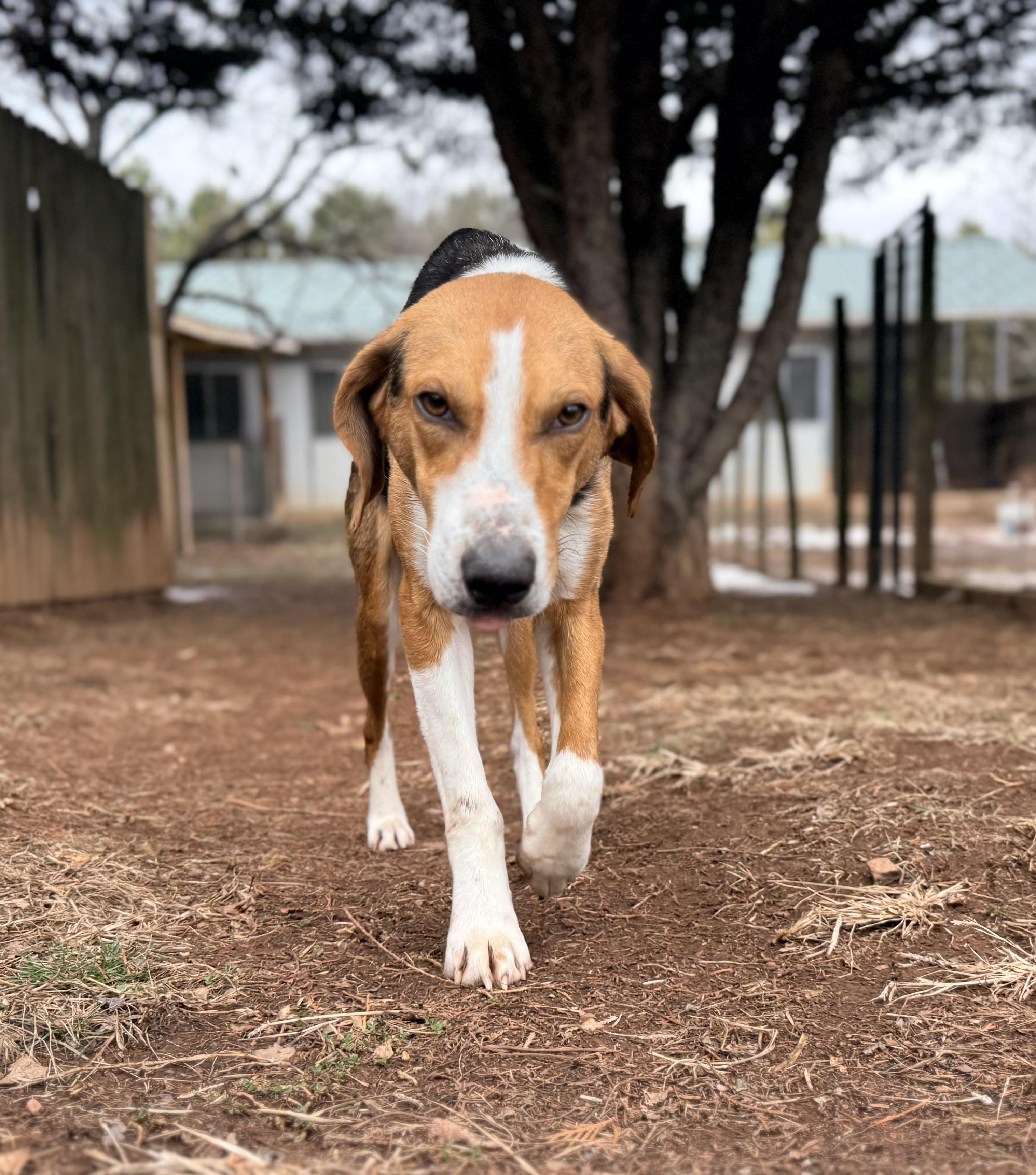 Daniel, a ADOPTABLE Hound in Catlett, VA image 4/5
