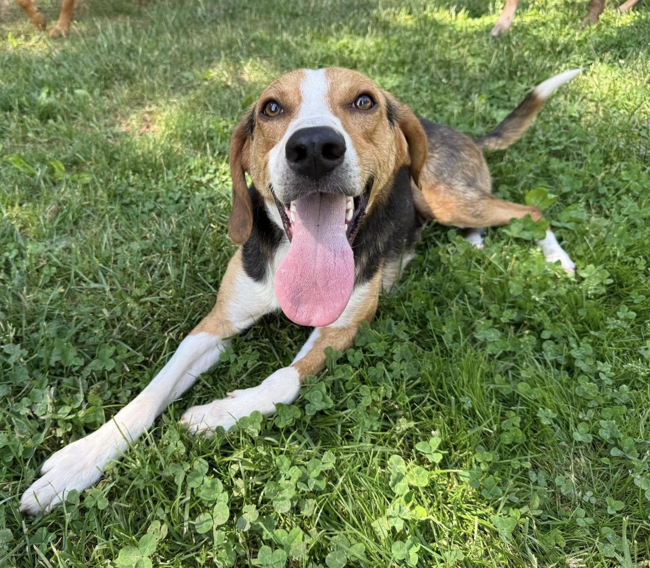 Enlarge Daniel, a ADOPTABLE Hound in Catlett, VA image 3/6