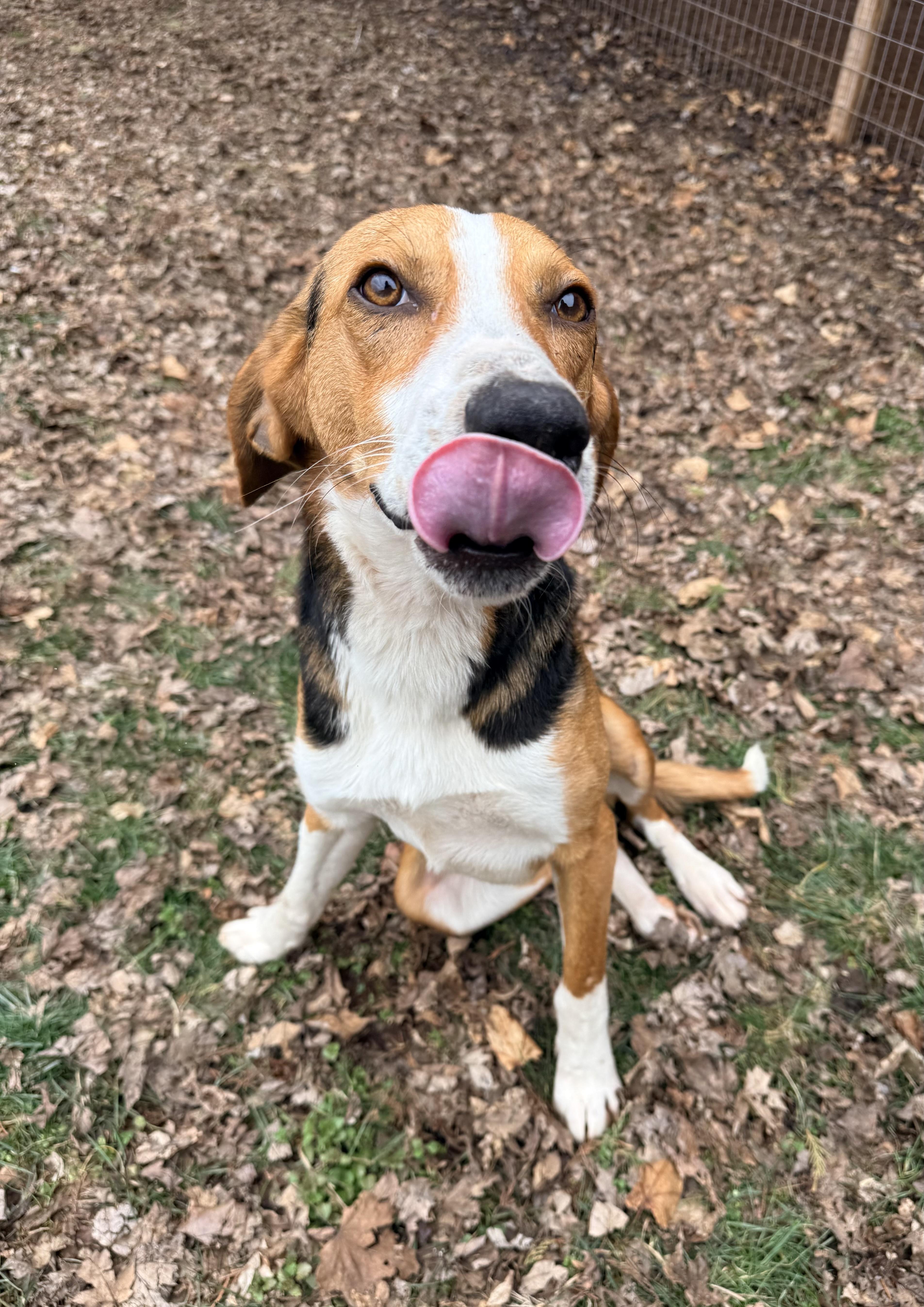 Daniel, a ADOPTABLE Hound in Catlett, VA image 1/5