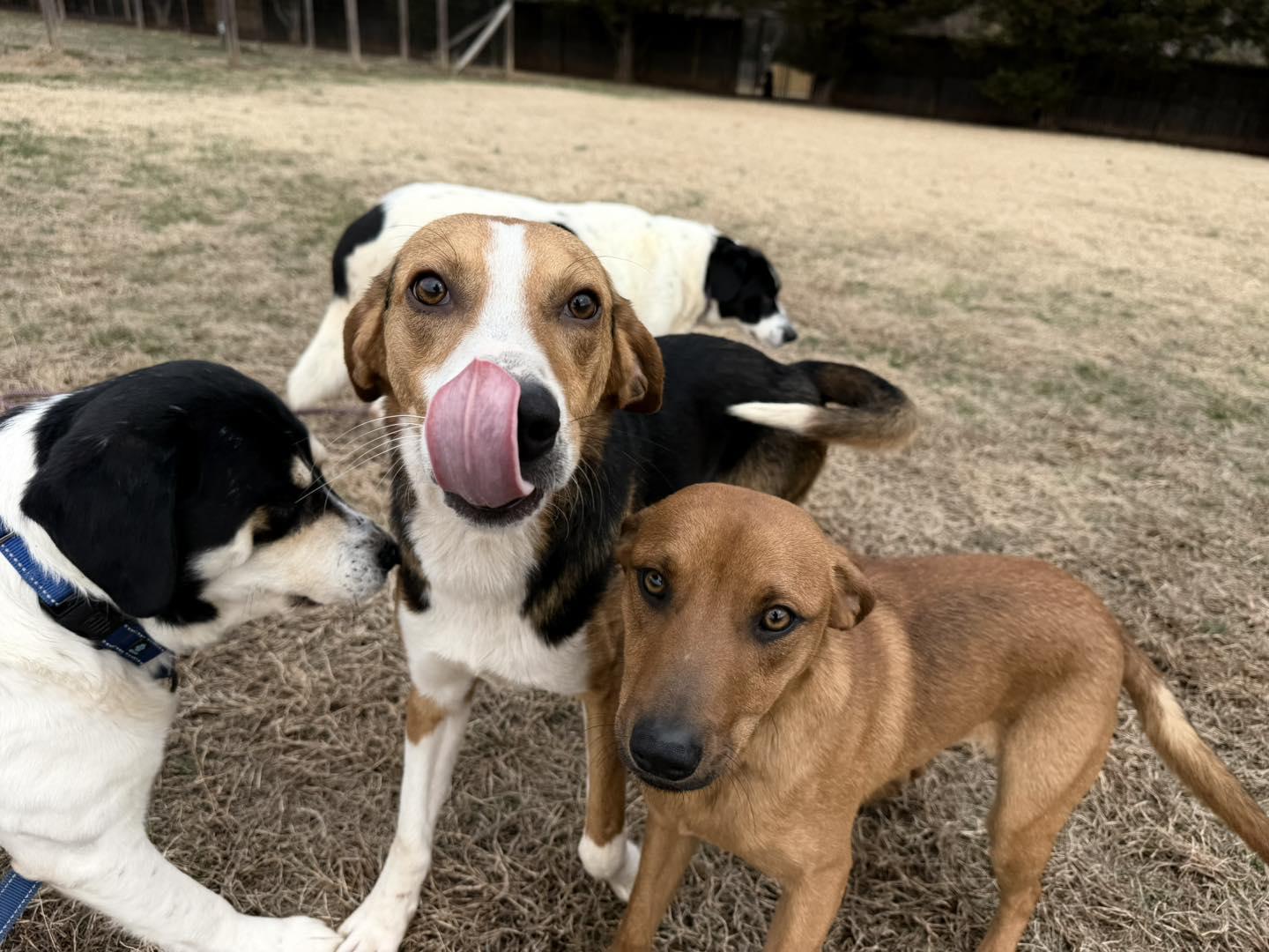 Daniel, a ADOPTABLE Hound in Catlett, VA image 4/6