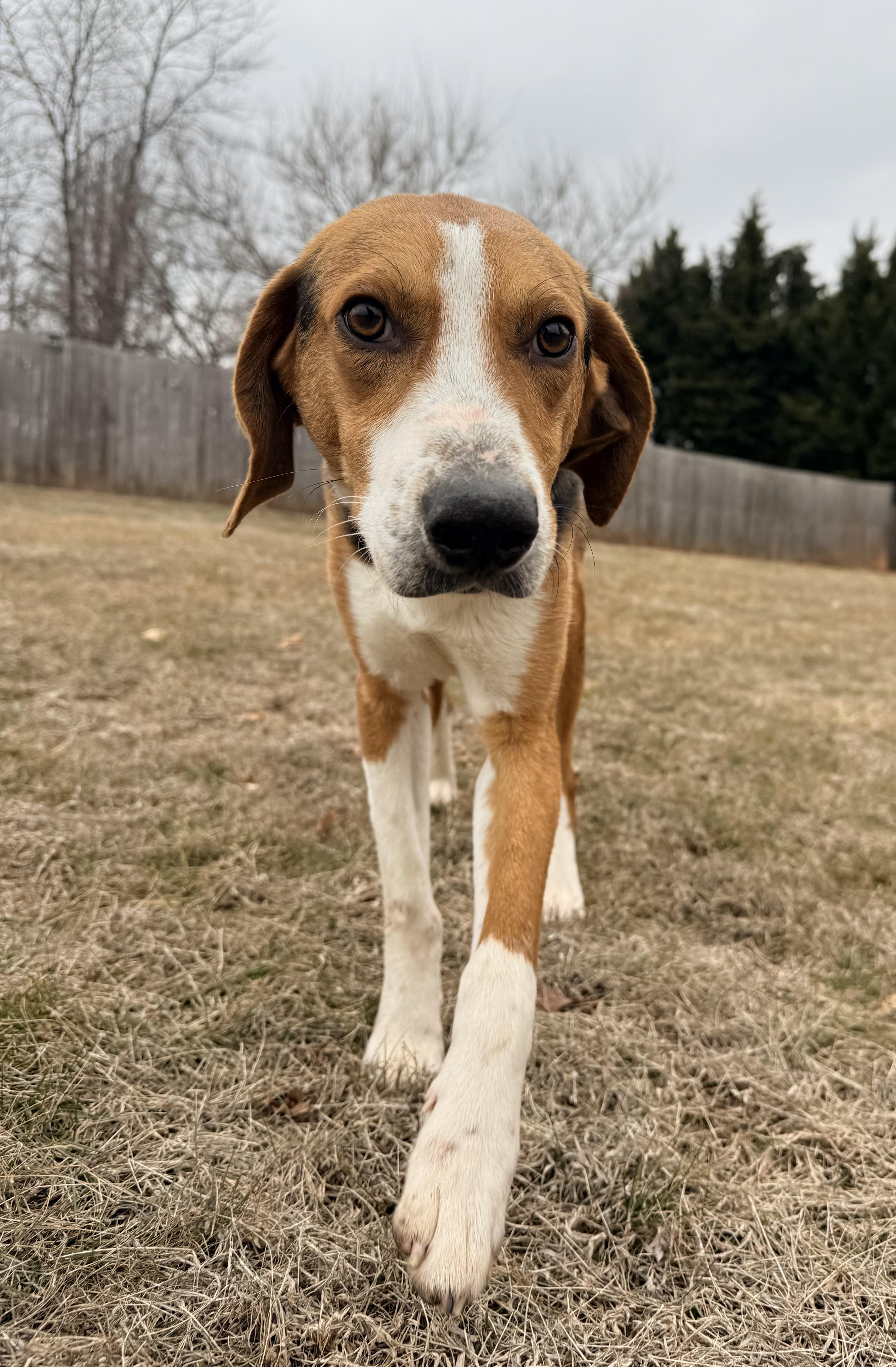 Daniel, a ADOPTABLE Hound in Catlett, VA image 3/5