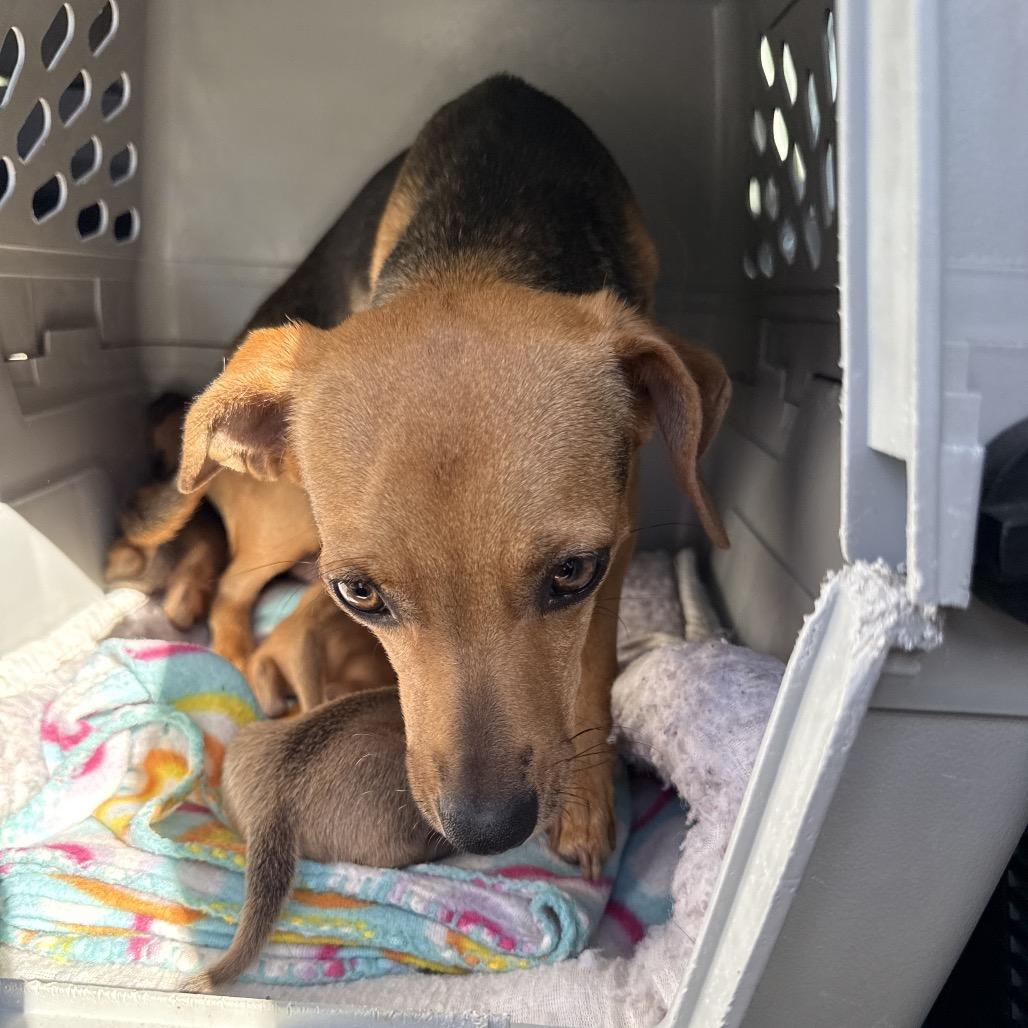 Enlarge Olive (*), a Adoptable mixed breed in Sacramento, CA image 1/2