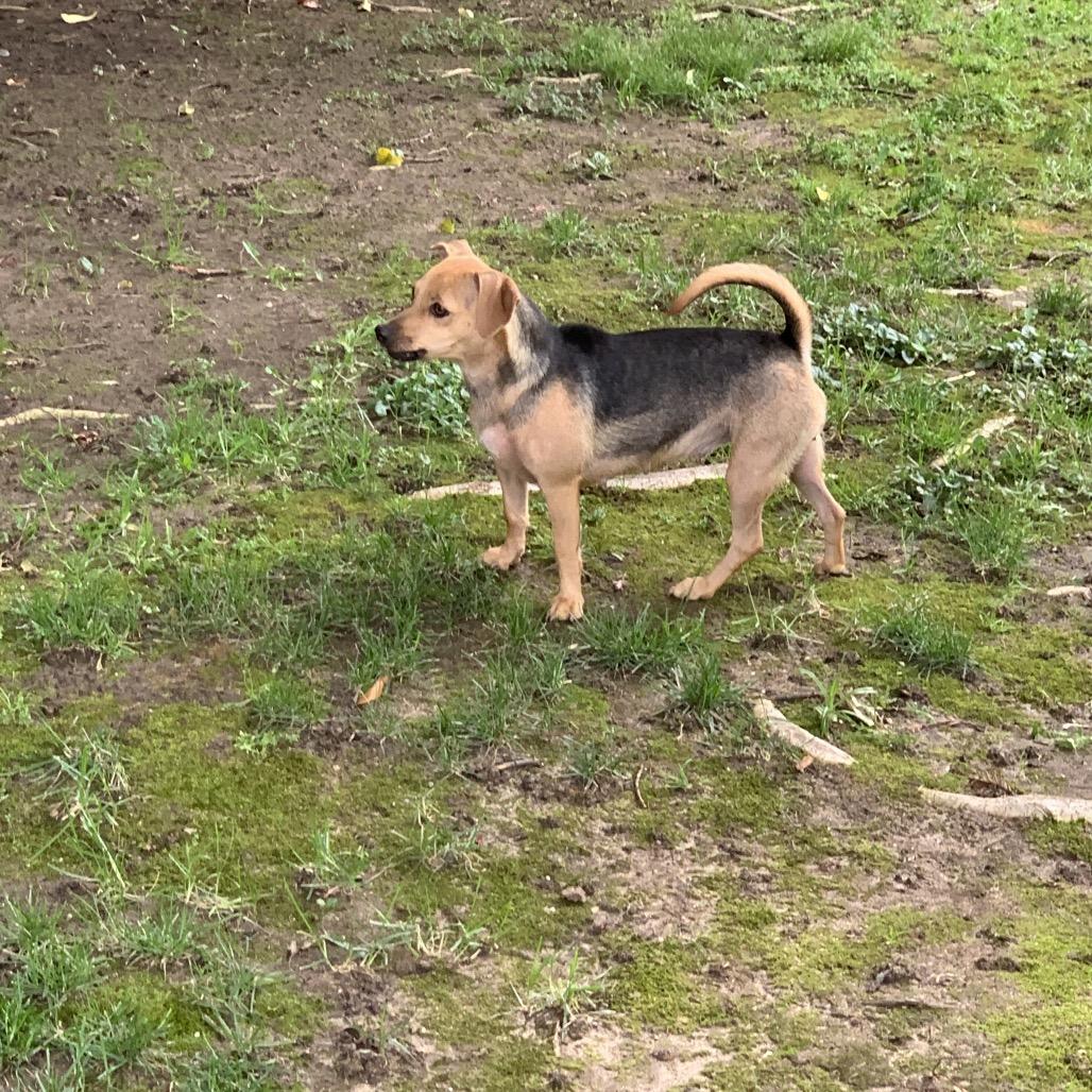 Enlarge Olive (*), a Adoptable mixed breed in Sacramento, CA image 2/2