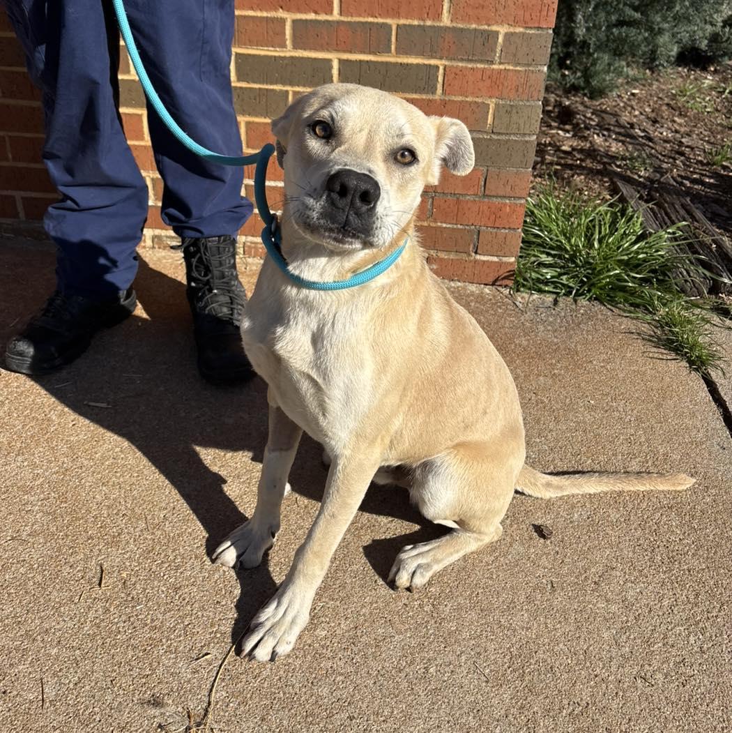 Enlarge Tank, a ADOPTABLE mixed breed in Stillwater, OK image 1/1