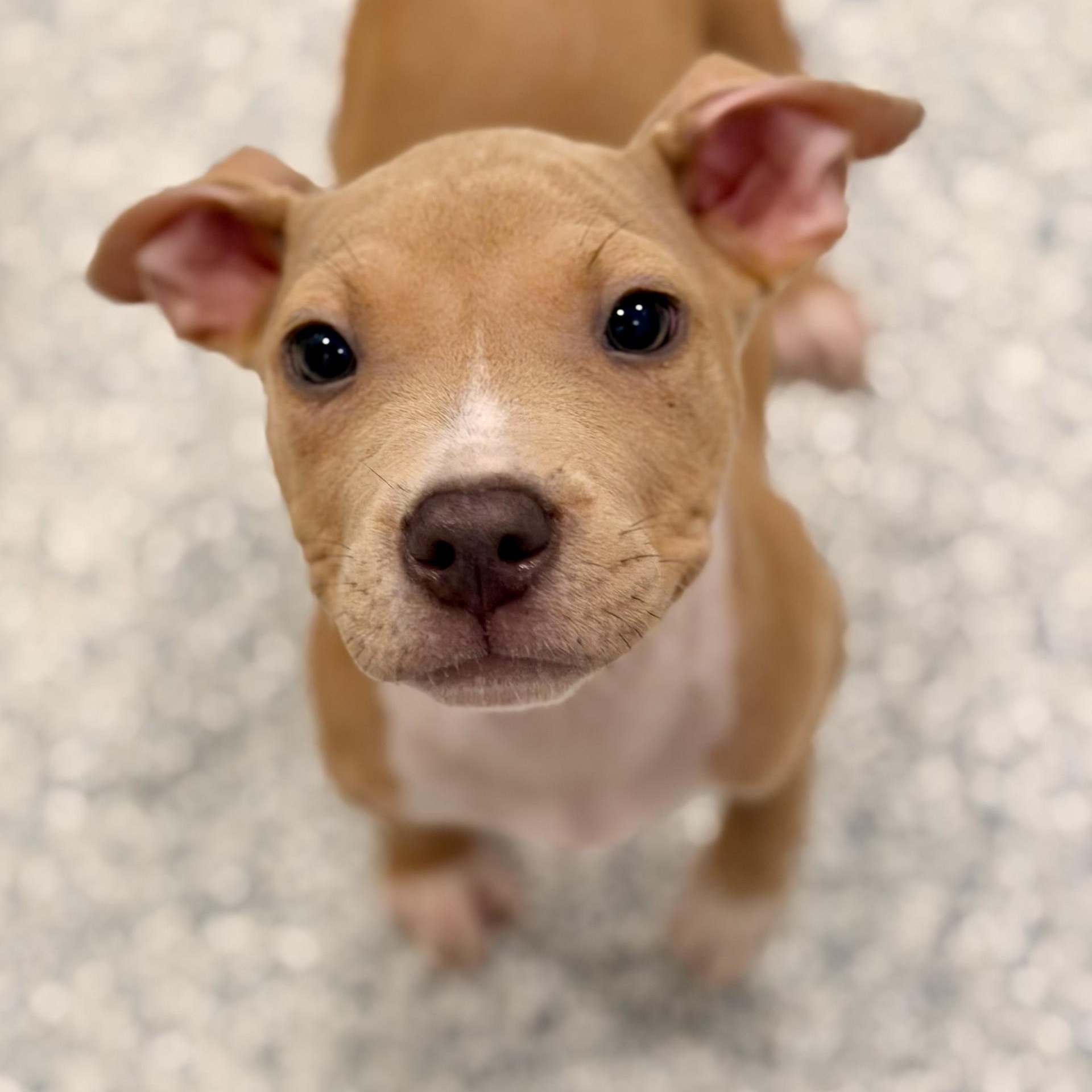 Pilot, adopted, Puppy Male Pit Bull Terrier.