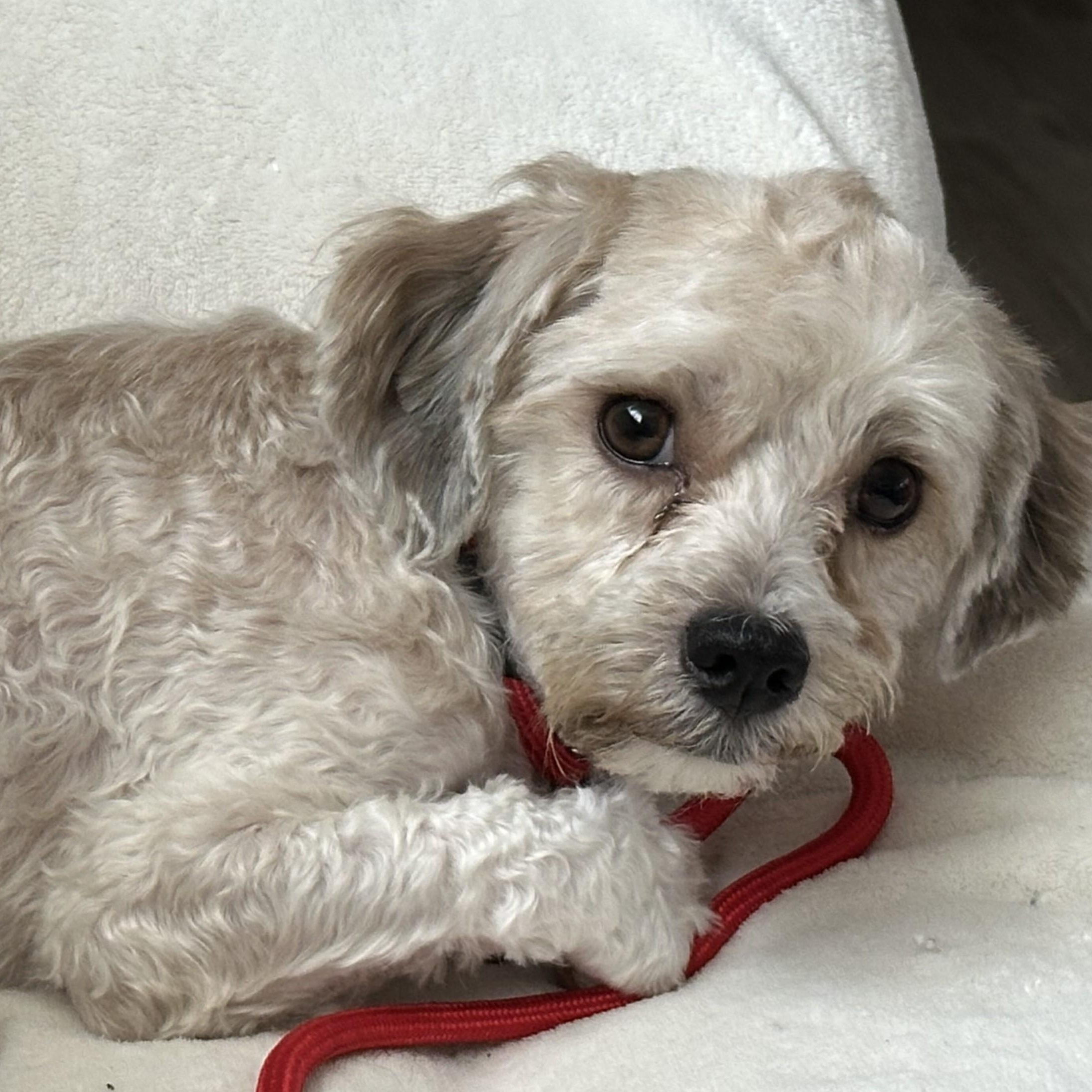Enlarge TANNER , a ADOPTABLE Maltese in Marana, AZ image 2/4
