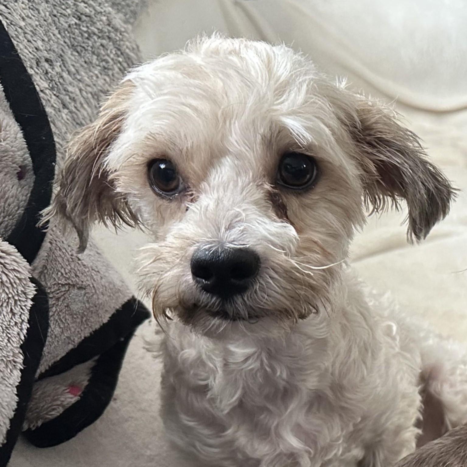 Enlarge TANNER , a ADOPTABLE Maltese in Marana, AZ image 1/4