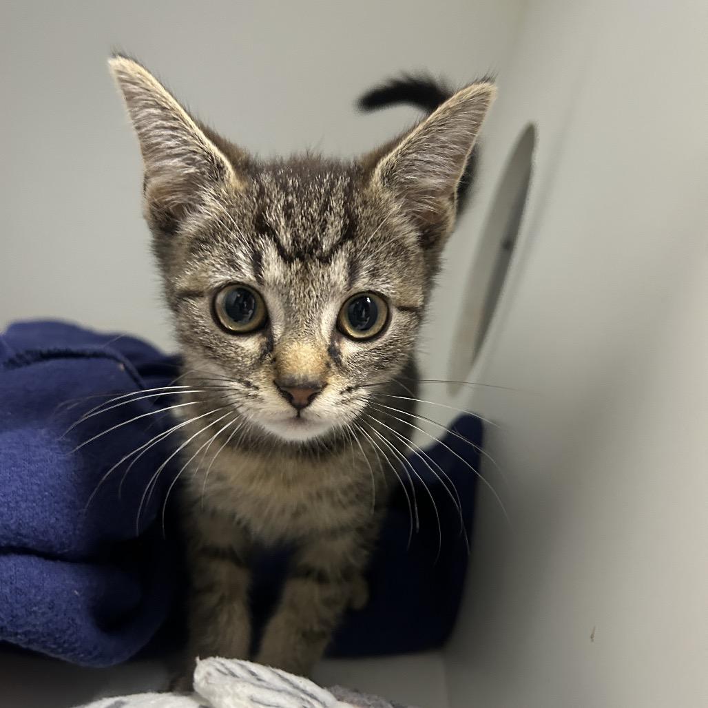 Enlarge Daisy, a Adoptable Domestic Short Hair in Uniontown, PA image 1/1