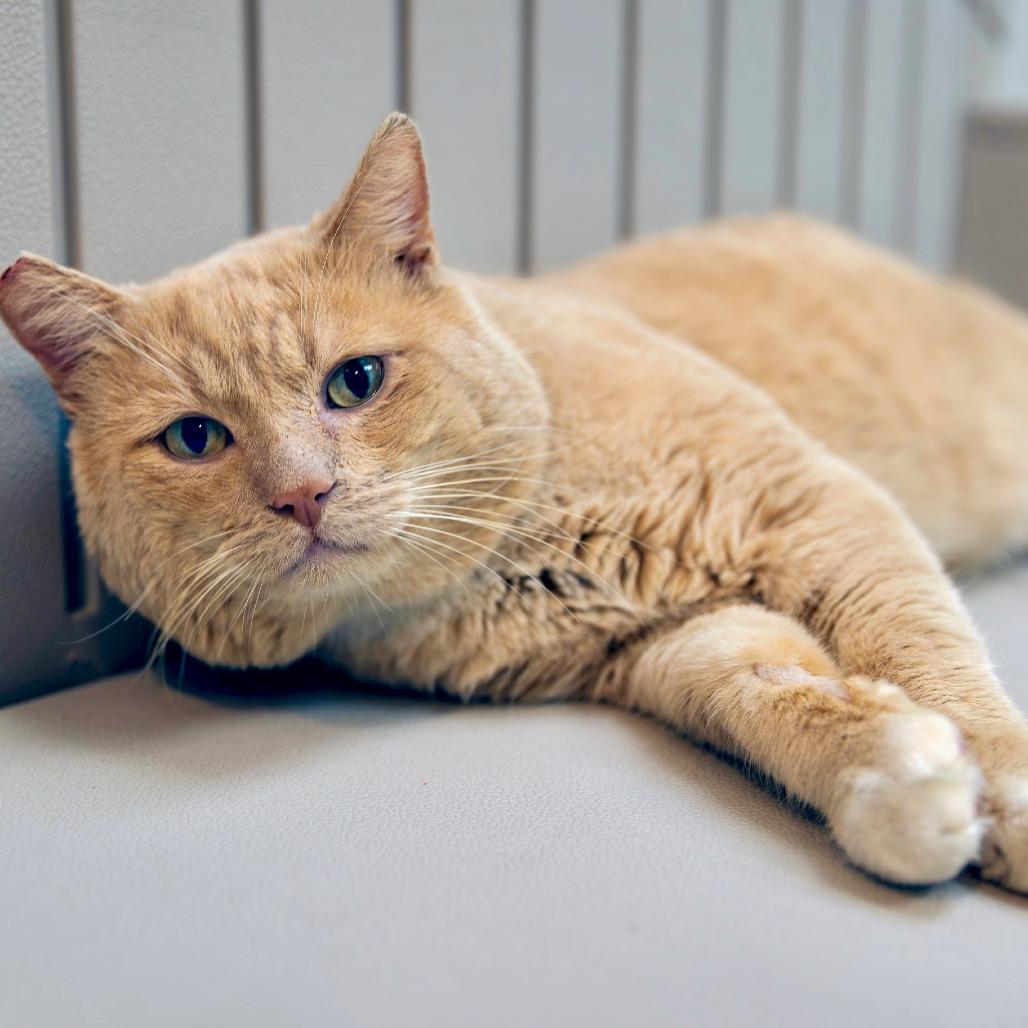 Sunny D., Adoptable, Senior Male Domestic Short Hair.