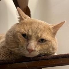 Sunny D., Adoptable, Senior Male Domestic Short Hair.