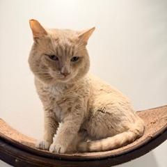 Enlarge Sunny D., a Adoptable Domestic Short Hair in Las Vegas, NV image 2/3