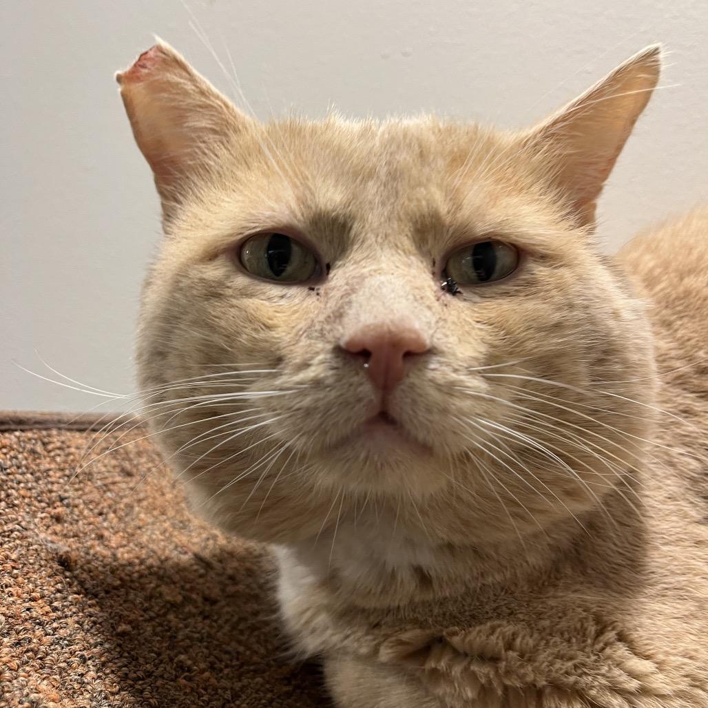 Enlarge Sunny D., a Adoptable Domestic Short Hair in Las Vegas, NV image 3/3