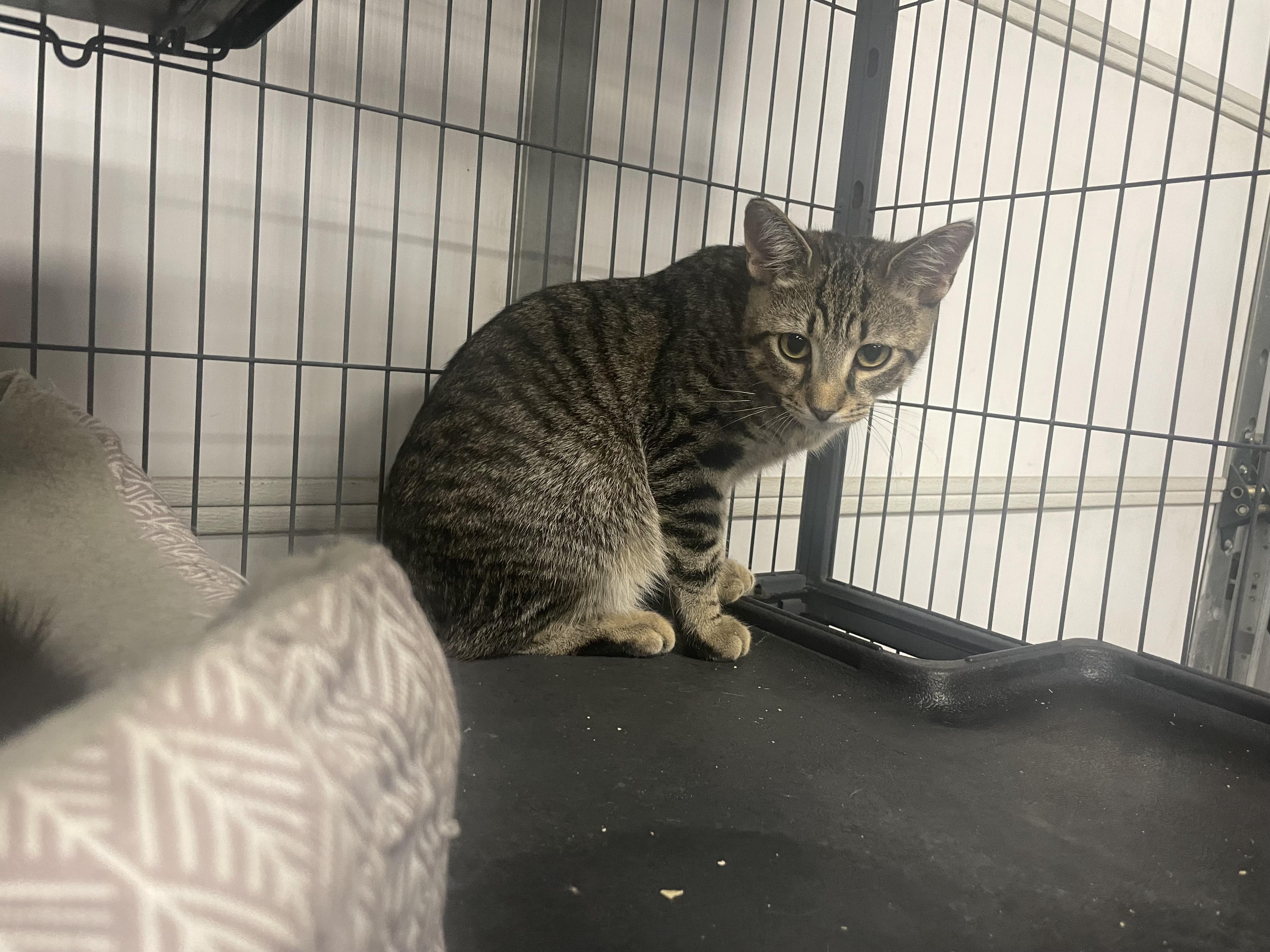 Enlarge Hawkeye, a Adoptable Domestic Short Hair in Goodlettsville, TN image 3/6